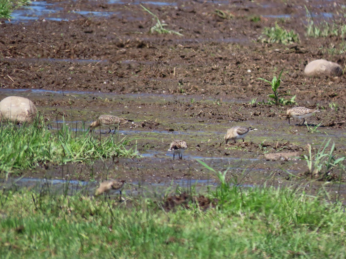 Baird's Sandpiper - ML601665371