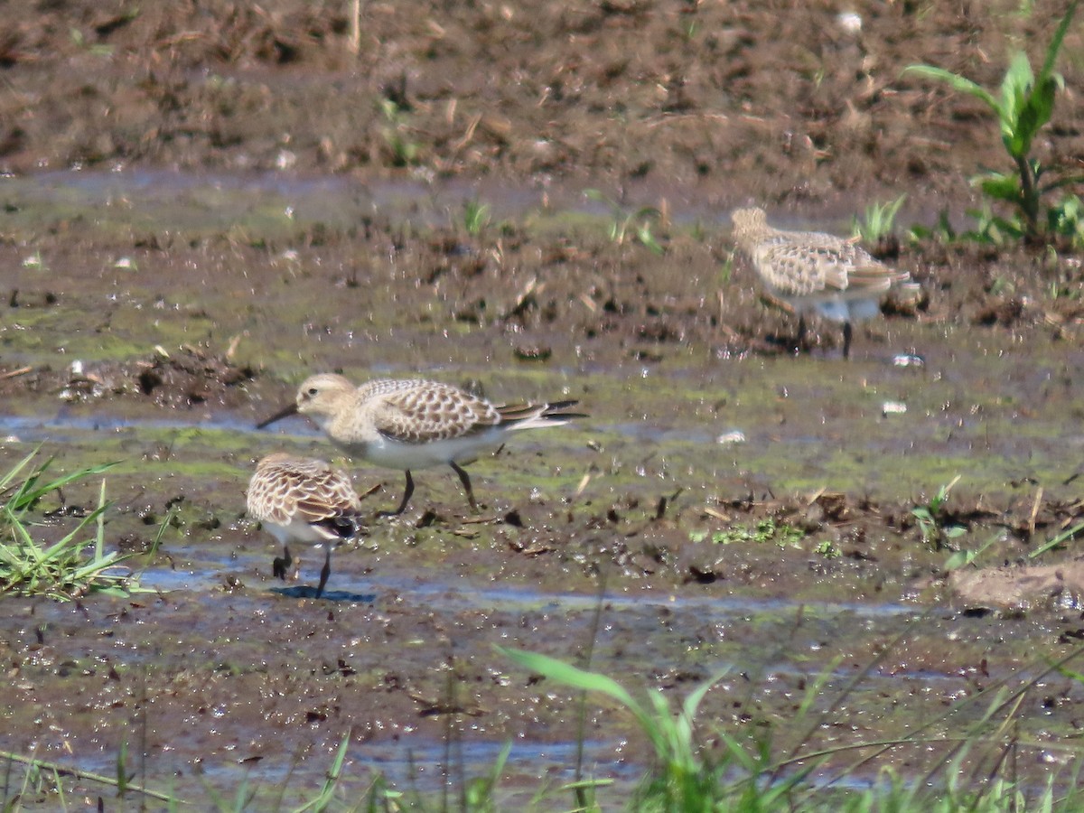 Baird's Sandpiper - ML601665641