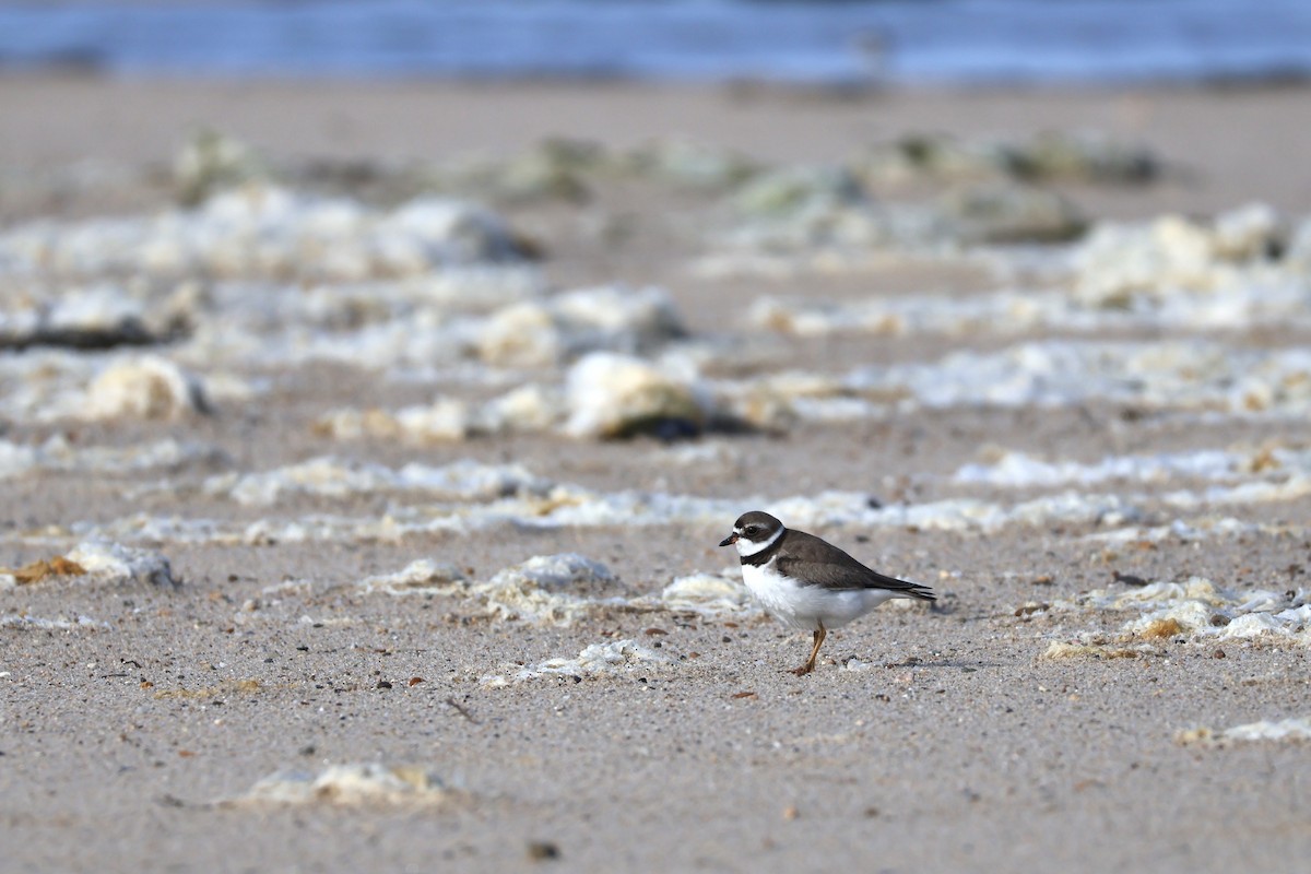 Semipalmated Plover - ML601665771