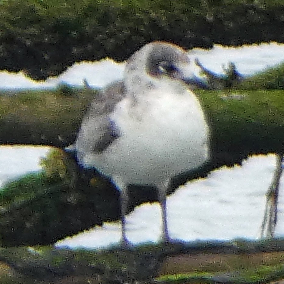 Franklin antxeta - ML601666251