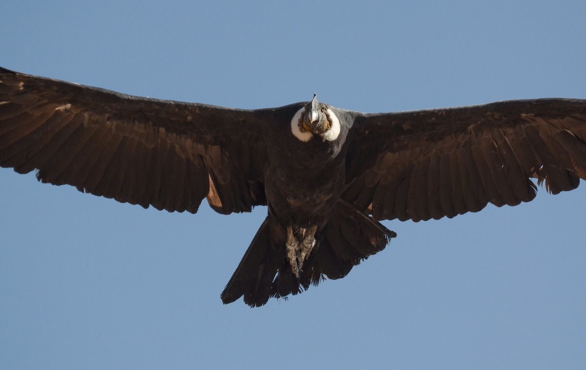 Andean Condor - ML601666491