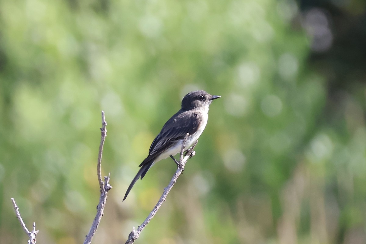 Eastern Phoebe - ML601666581