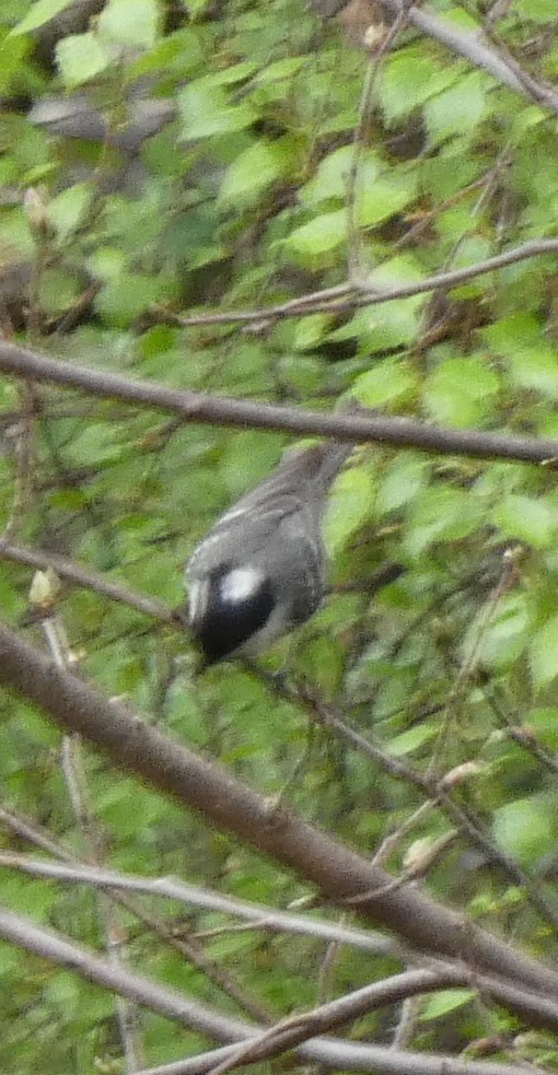 Хөх цэгцгий - ML601666721