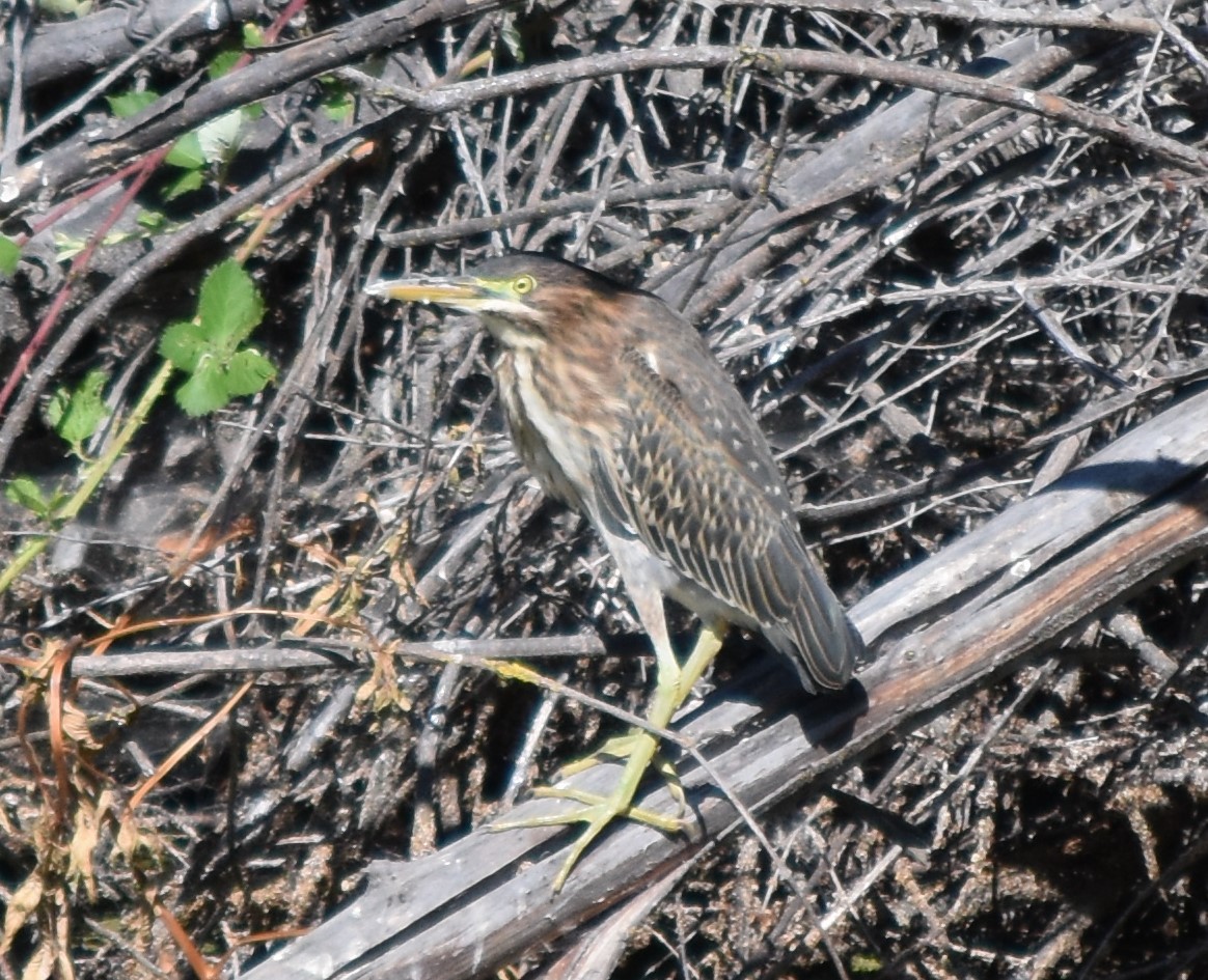 Green Heron - ML601667041