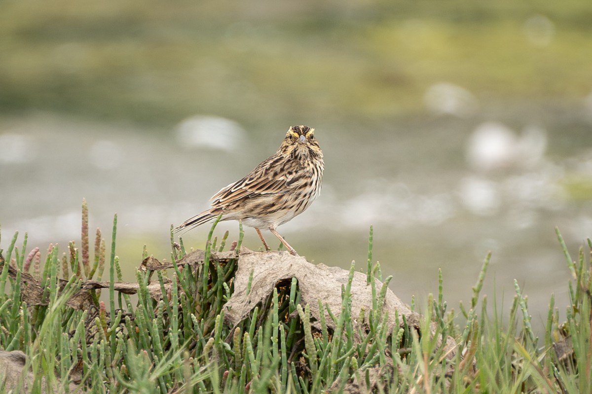 Savannah Sparrow - ML601668671