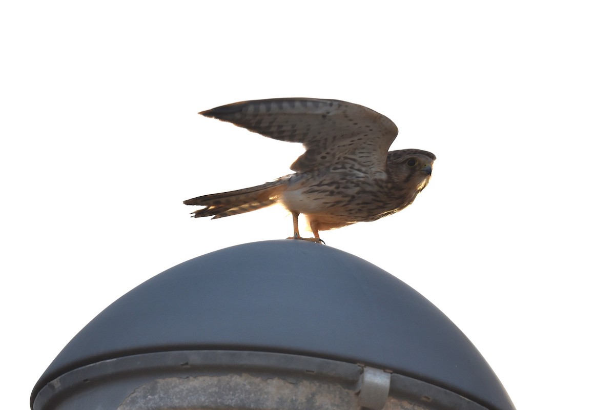 Eurasian Kestrel (Cape Verde) - Christoph Randler