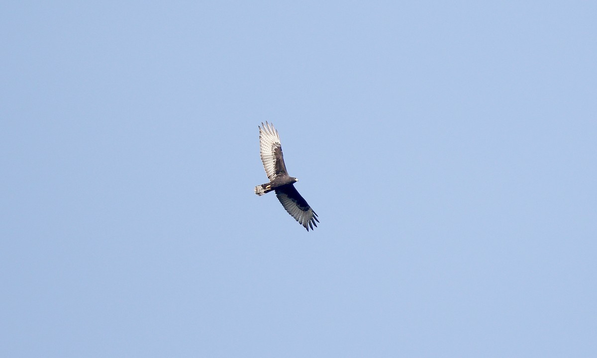 Zone-tailed Hawk - ML601670091