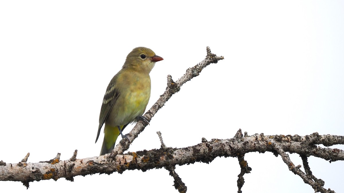 Western Tanager - ML601671341