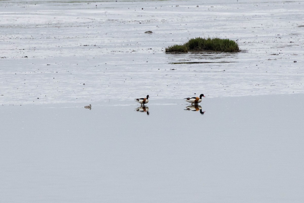 Common Shelduck - ML601672861