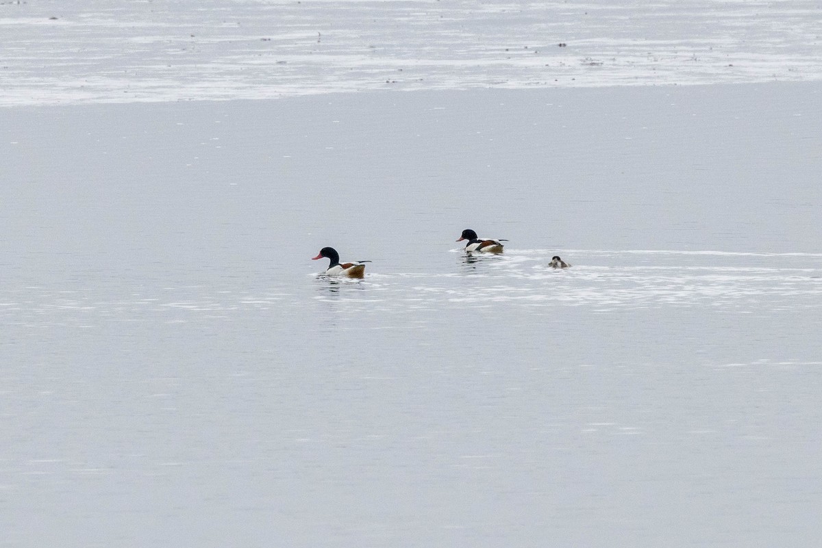 Common Shelduck - ML601672951