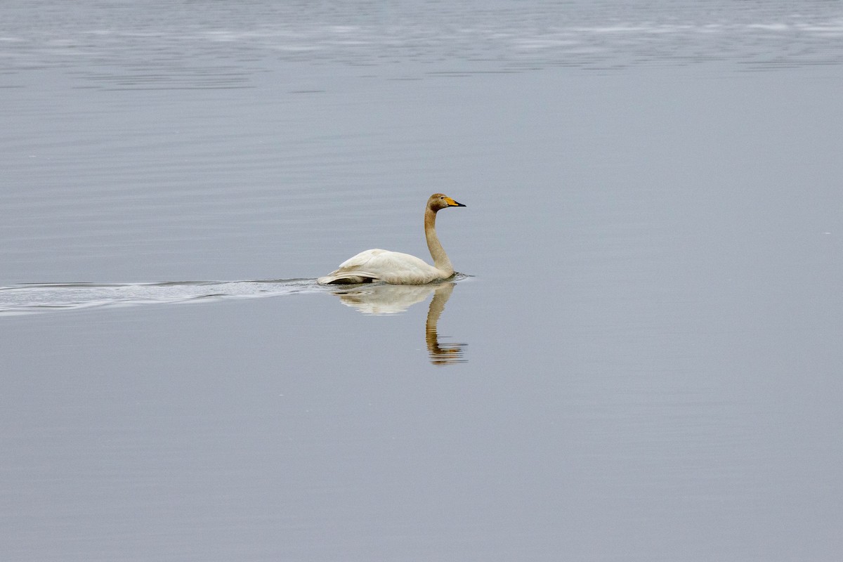 Whooper Swan - Eric Gustafson