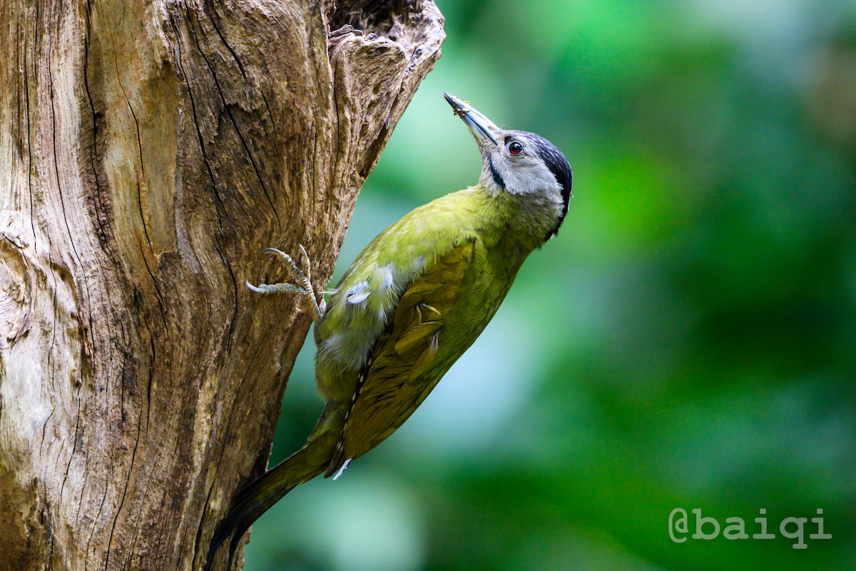 Gray-headed Woodpecker - ML601673571