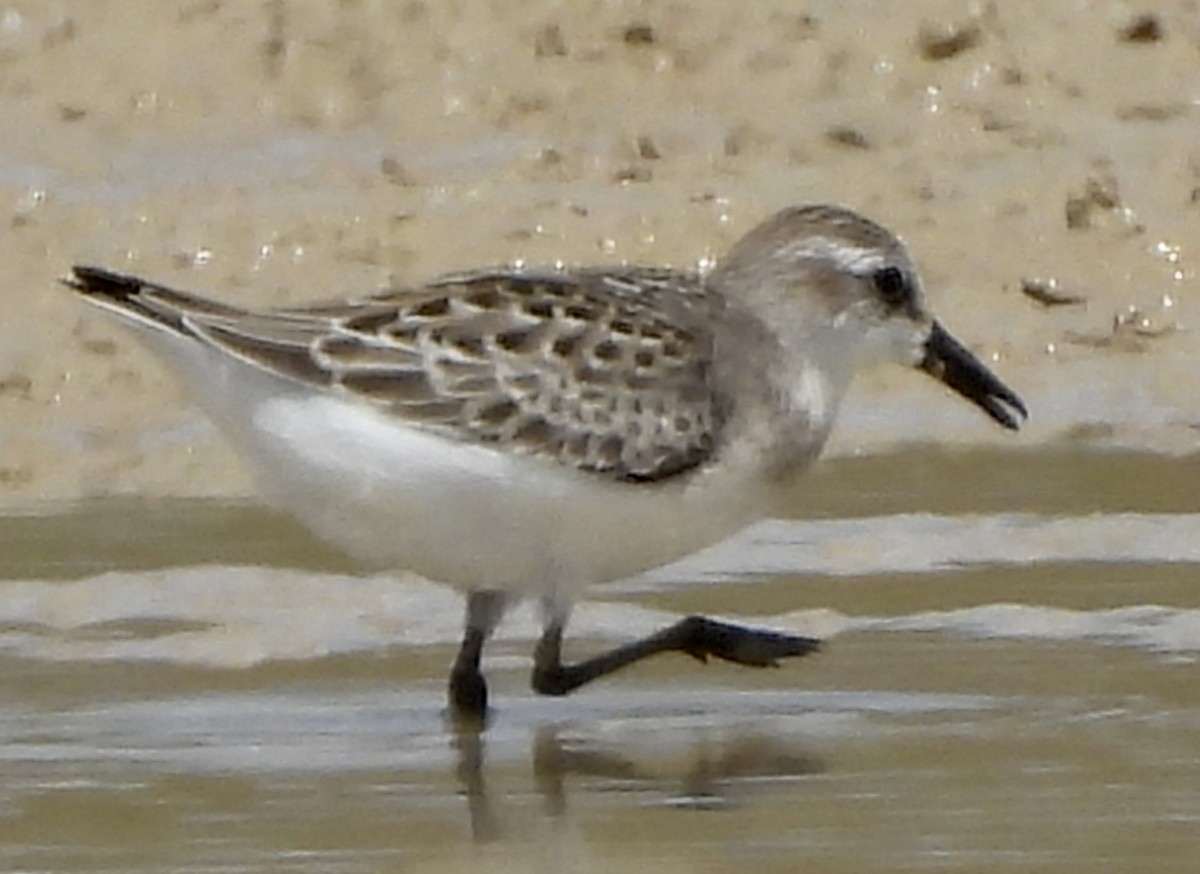 Semipalmated Sandpiper - robert rogillio