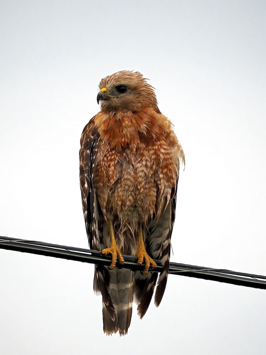 Red-shouldered Hawk - ML601674551