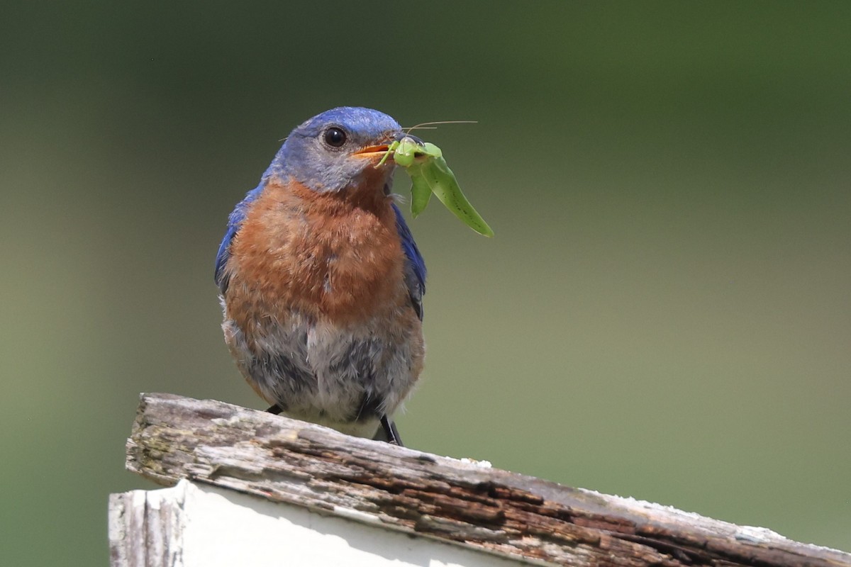 Eastern Bluebird - Charlie Kaars