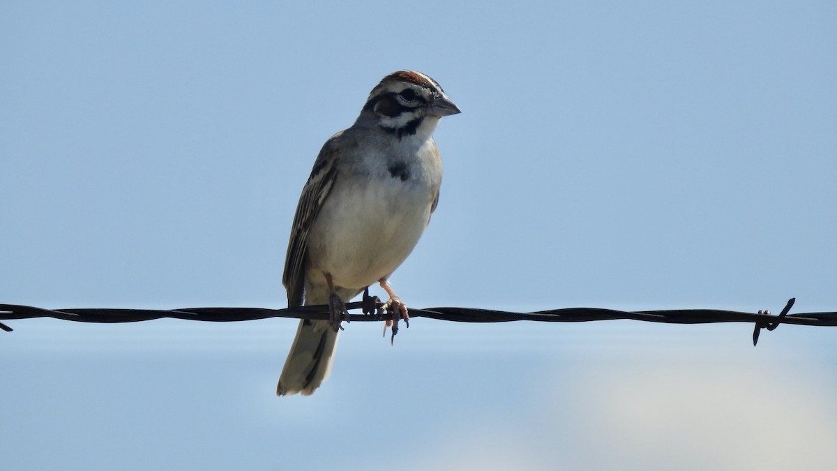 Lark Sparrow - ML601674701