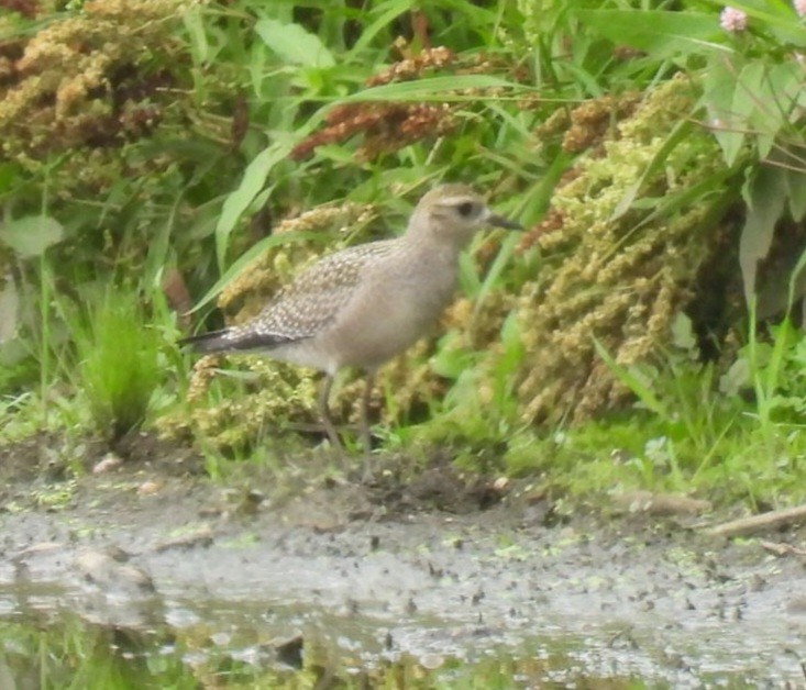 American Golden-Plover - ML601675321