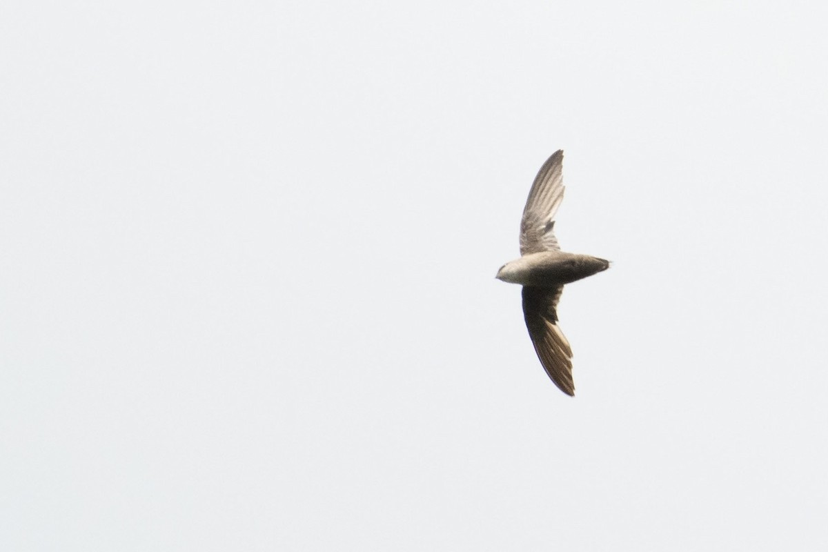 Chimney Swift - Gabriel Axelsson