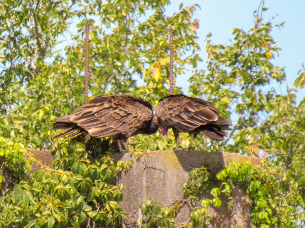 Turkey Vulture - Steven Biggers