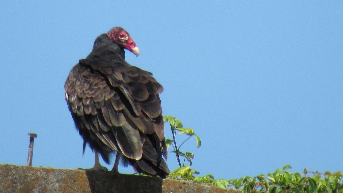 Turkey Vulture - ML601678581