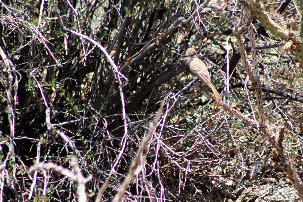 Ash-throated Flycatcher - ML60167911