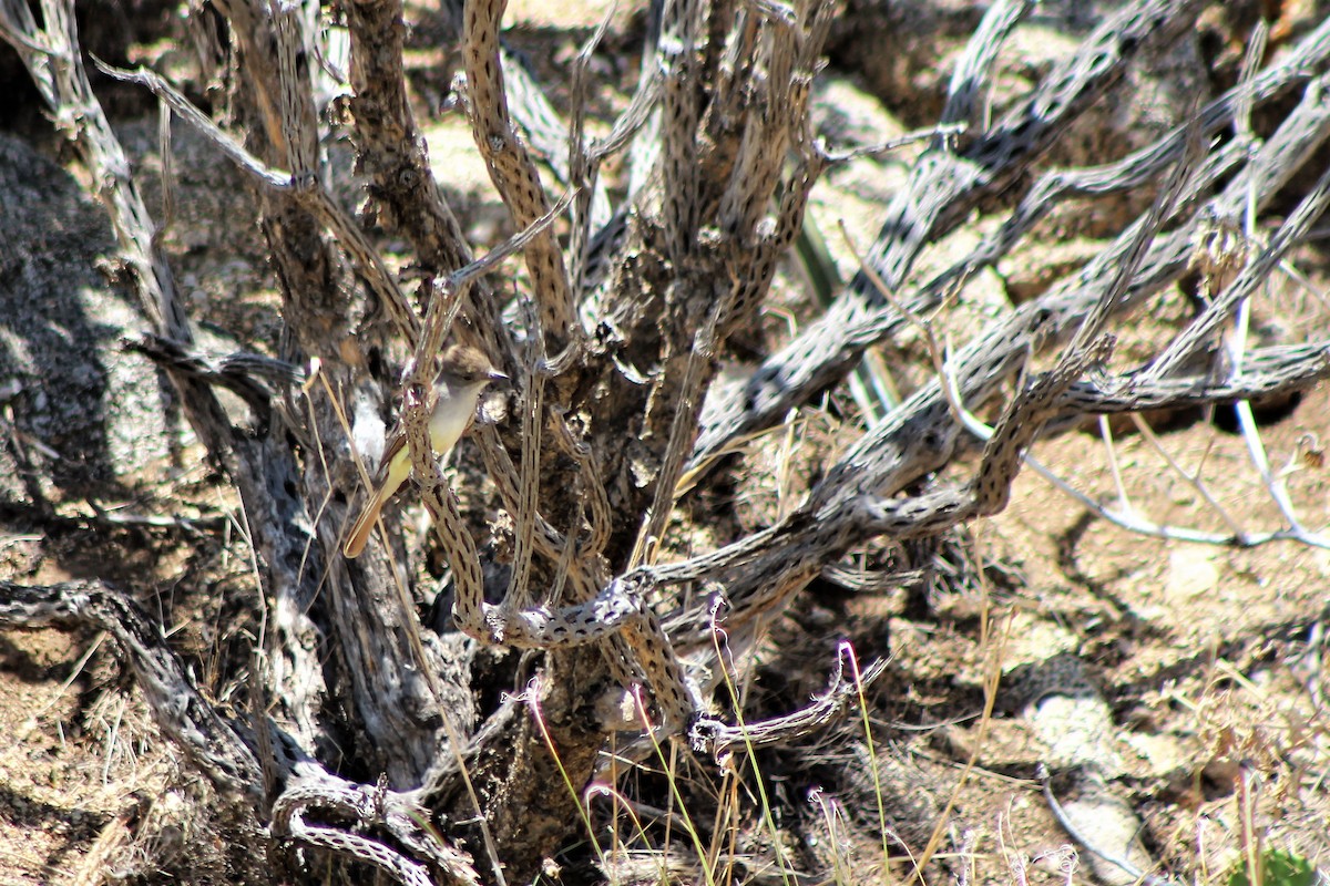 Ash-throated Flycatcher - ML60167921