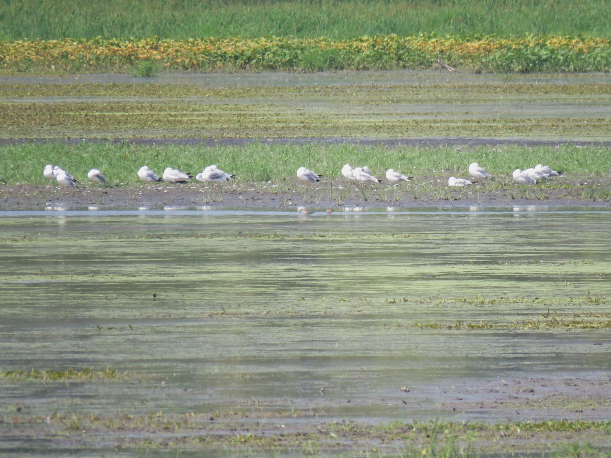 Stilt Sandpiper - ML601679511