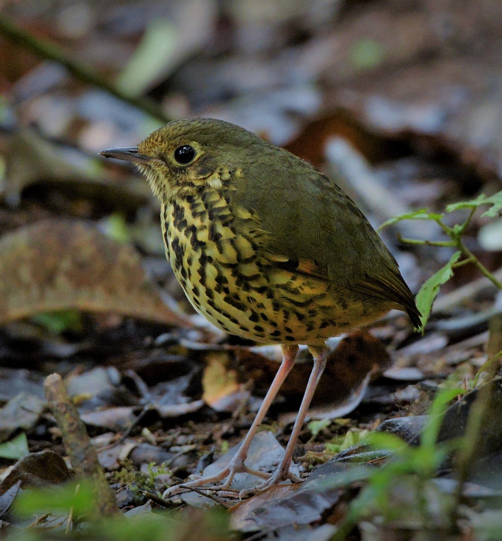 Speckle-breasted Antpitta - ML601680741
