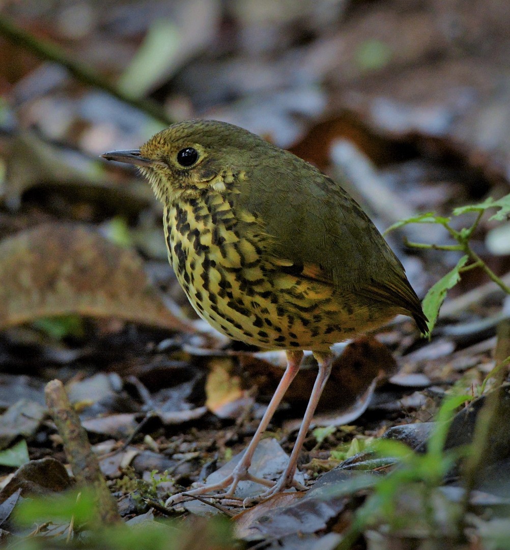 prikkbrystmaurpitta - ML601680741