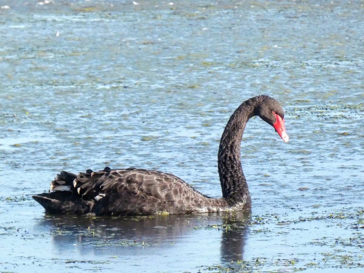 Black Swan - ML601680881