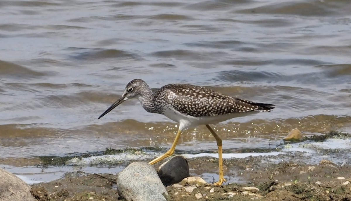Greater Yellowlegs - Bob & Anne-Marie Taylor