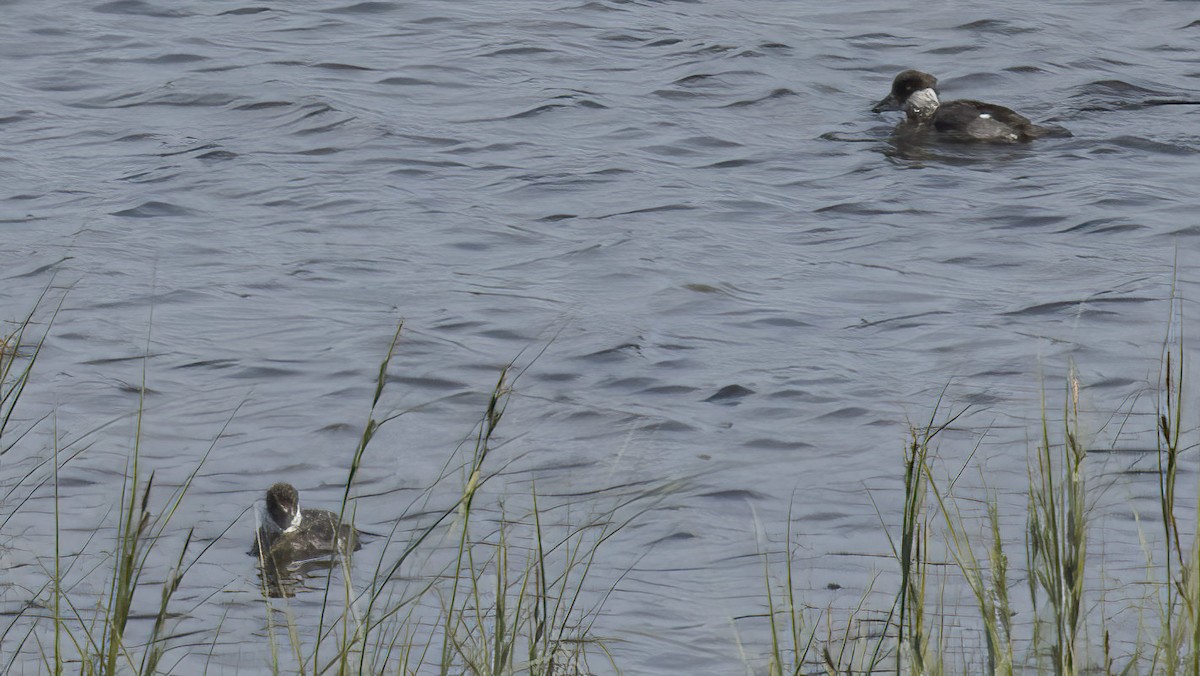 Bufflehead - ML601681991