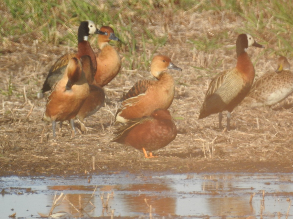 Fulvous Whistling-Duck - Edgar Romeo