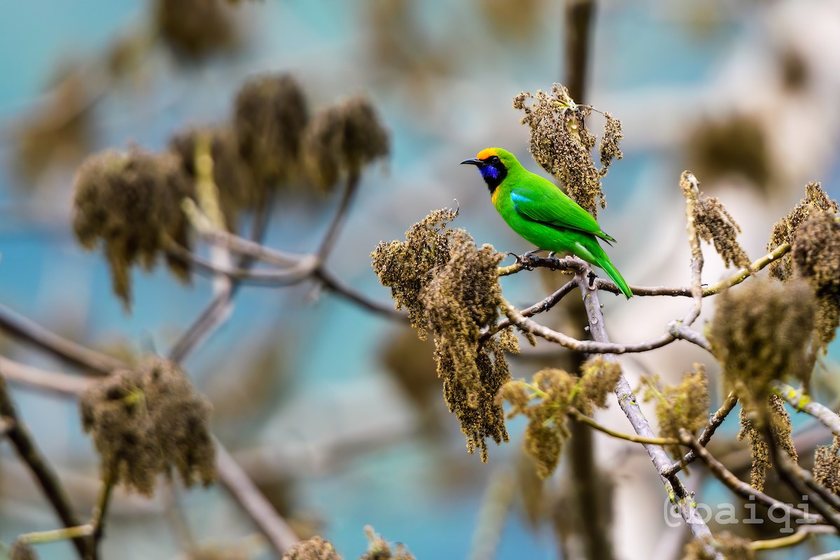 Golden-fronted Leafbird - ML601682381