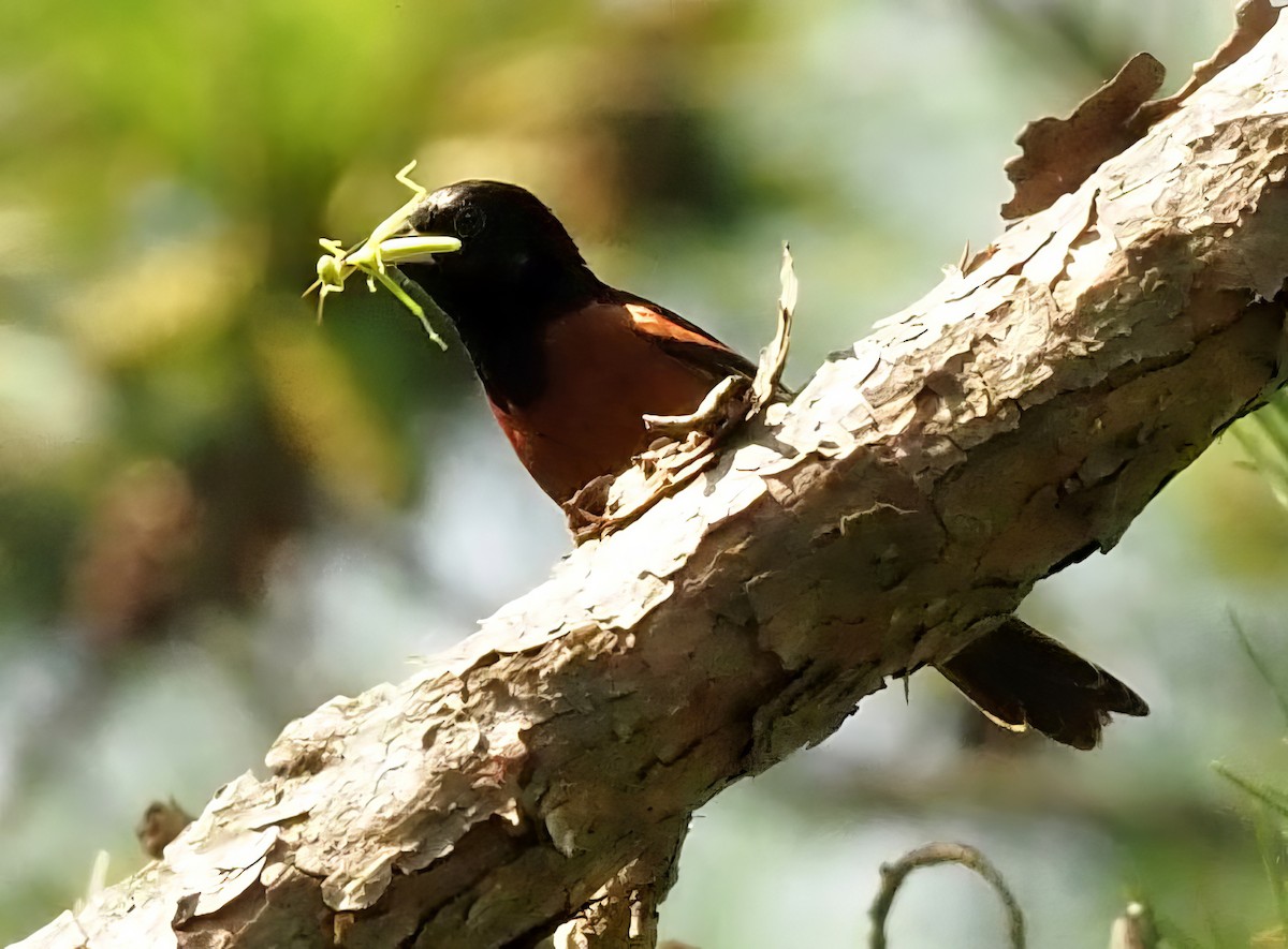 Orchard Oriole - ML601682421