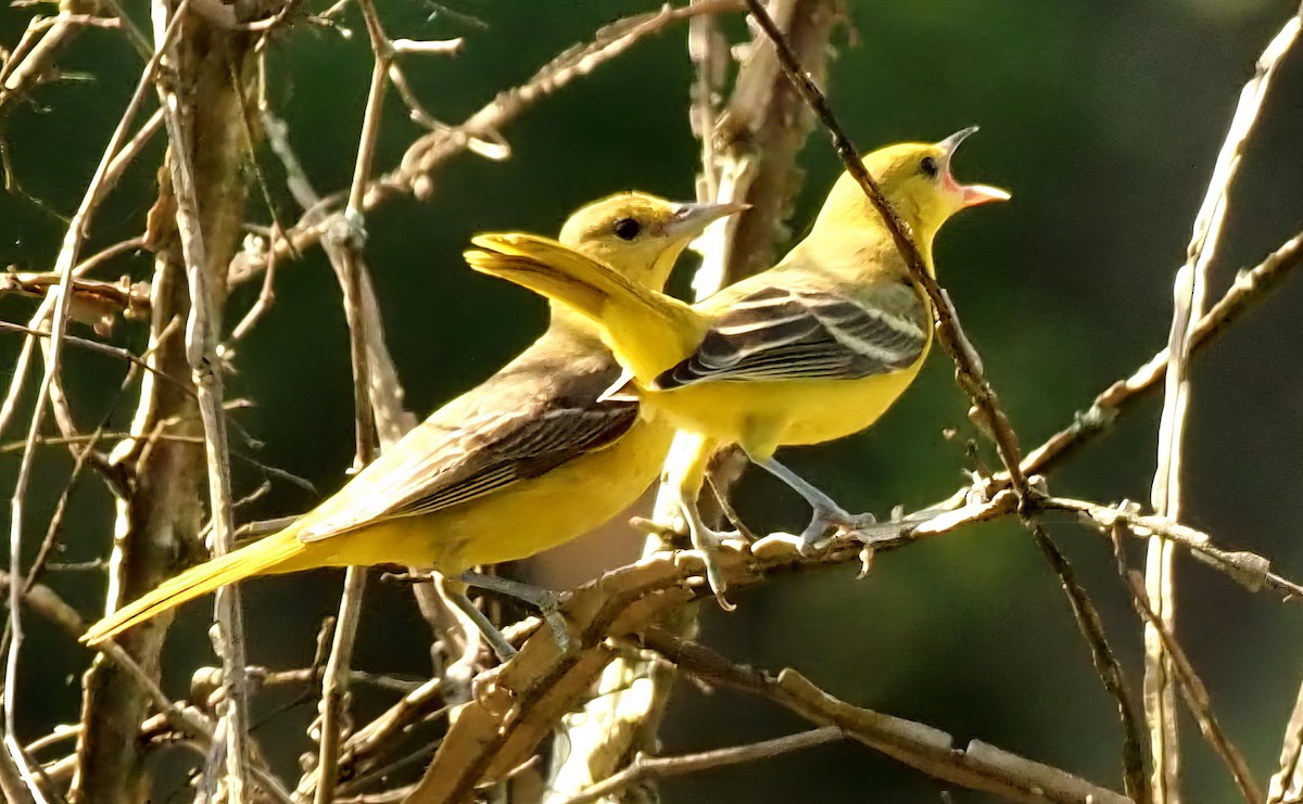 Orchard Oriole - ML601682431
