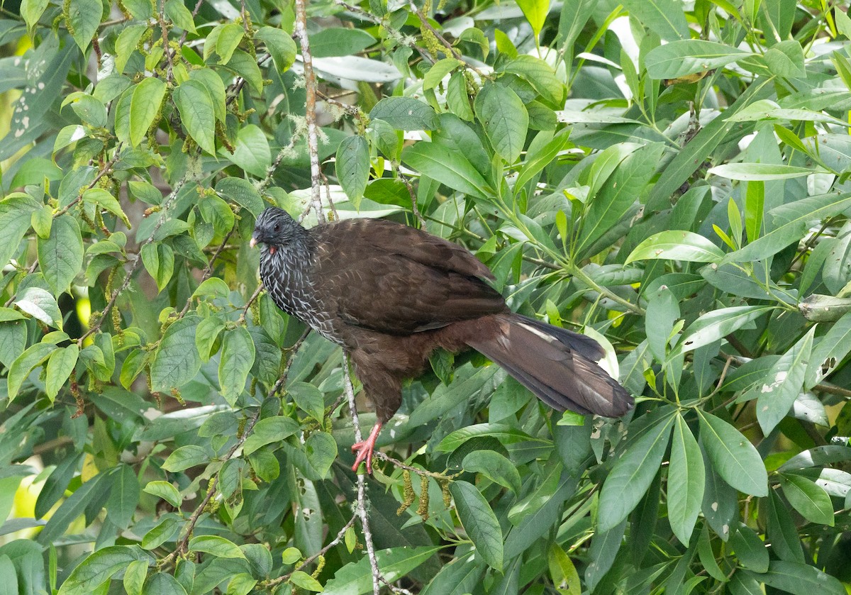 Andean Guan - ML601682811