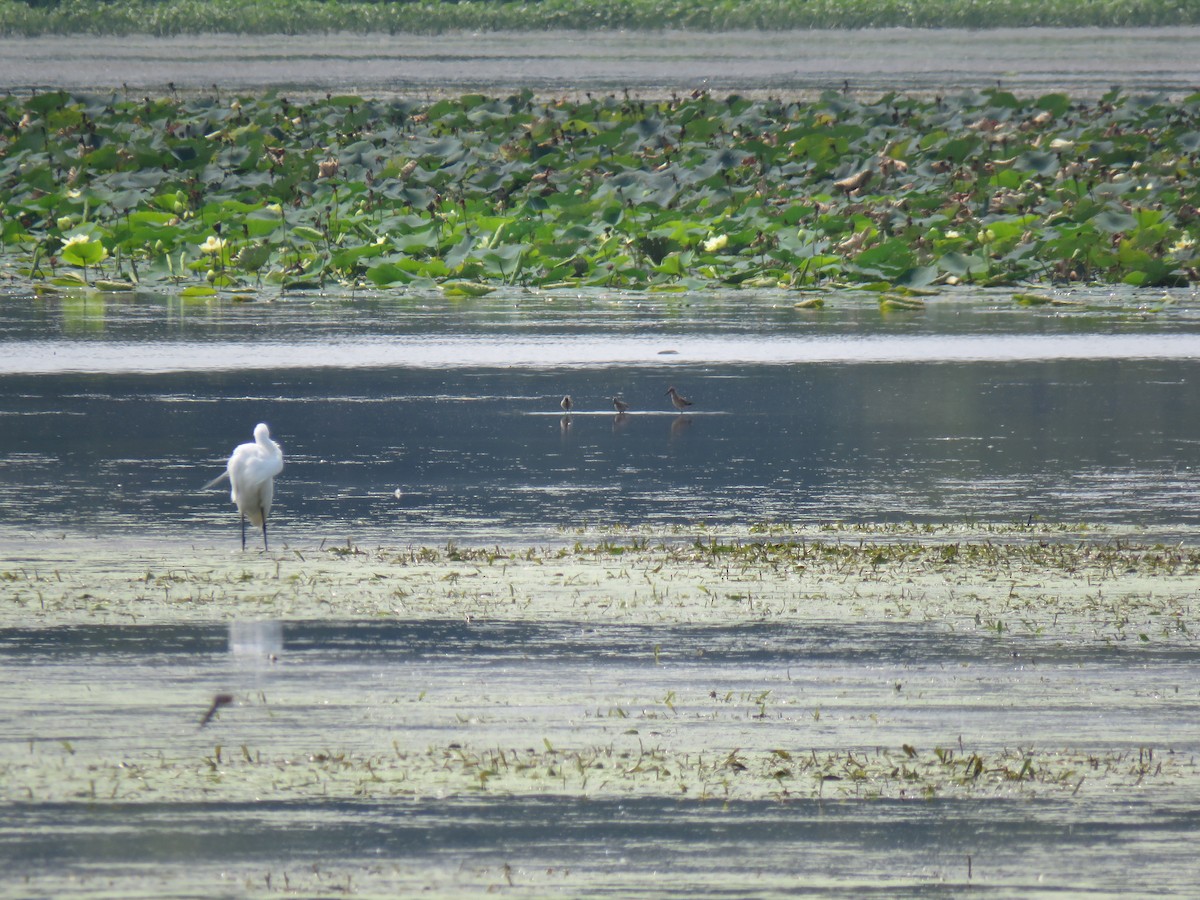 Stilt Sandpiper - ML601682851