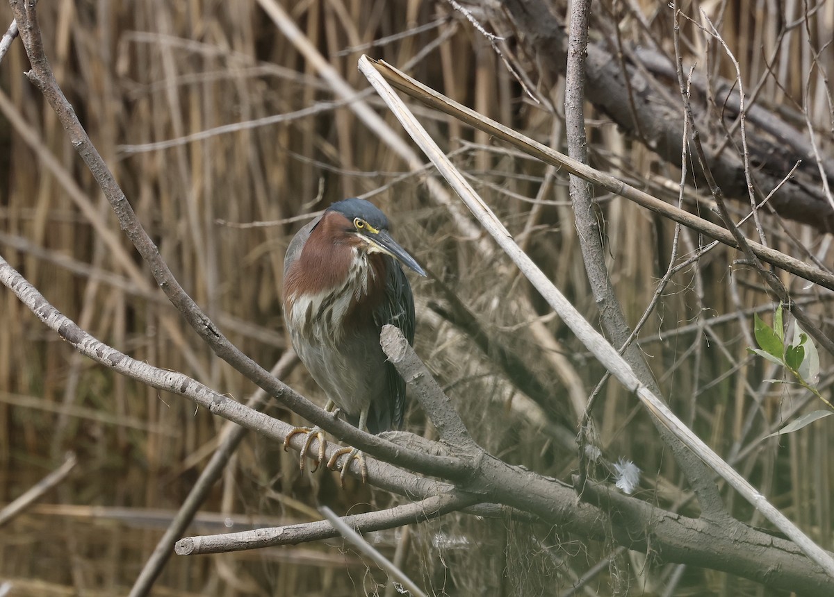 Green Heron - Phil Mozel