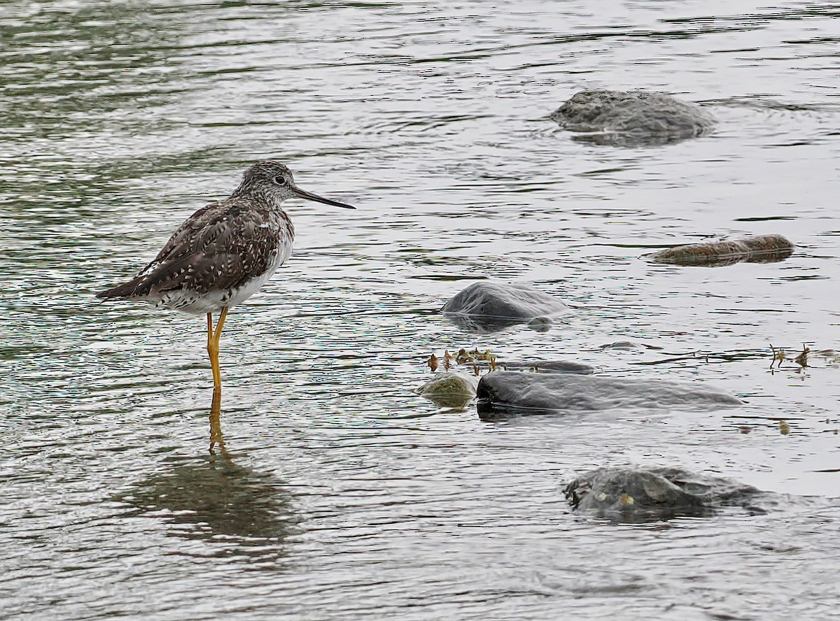 Greater Yellowlegs - ML601683081