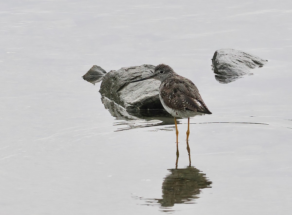 Greater Yellowlegs - ML601683311