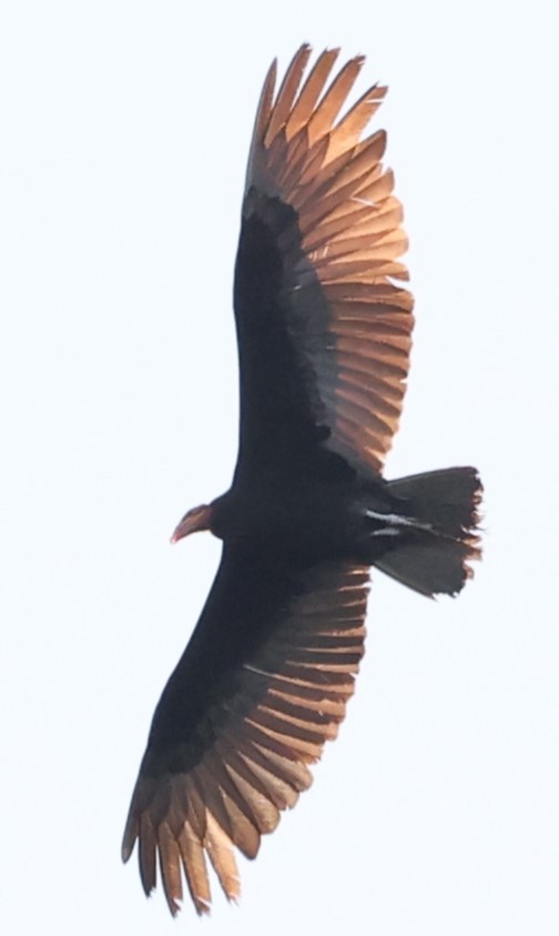 Greater Yellow-headed Vulture - ML601683571