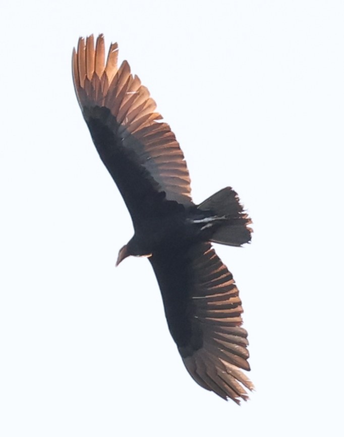 Greater Yellow-headed Vulture - ML601683581