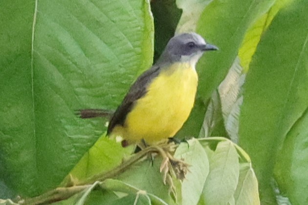 Gray-capped Flycatcher - ML601684021