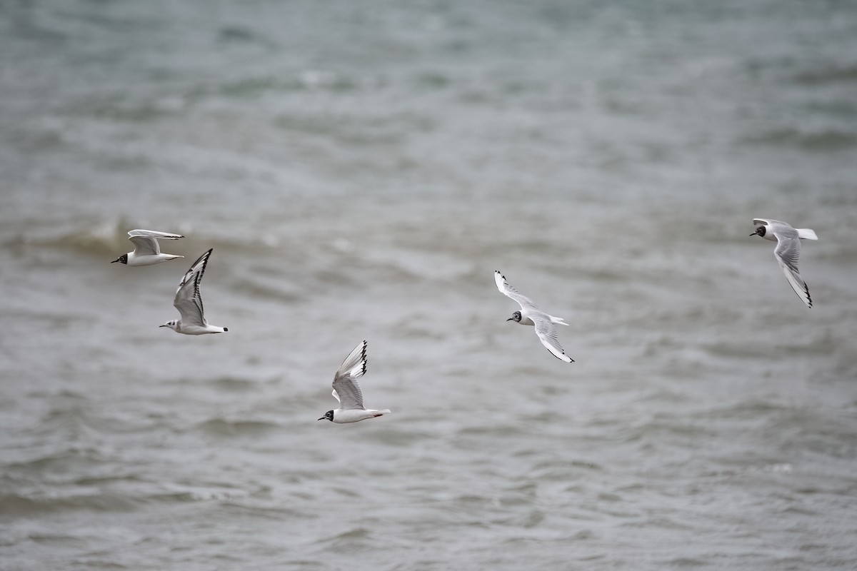 Bonaparte's Gull - Sue Barth