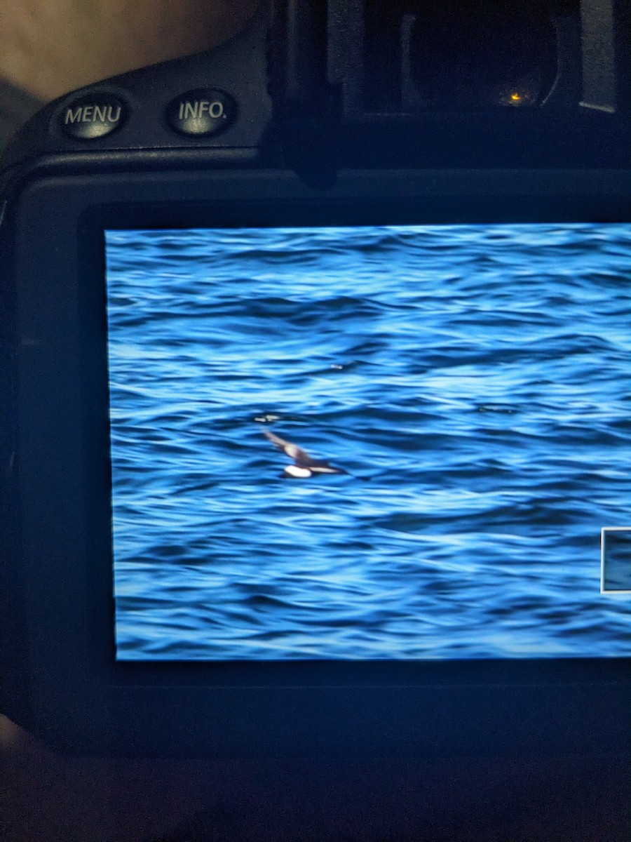 Wilson's Storm-Petrel - ML601684901