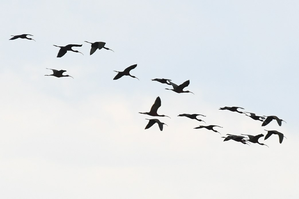 White-faced Ibis - ML601685051