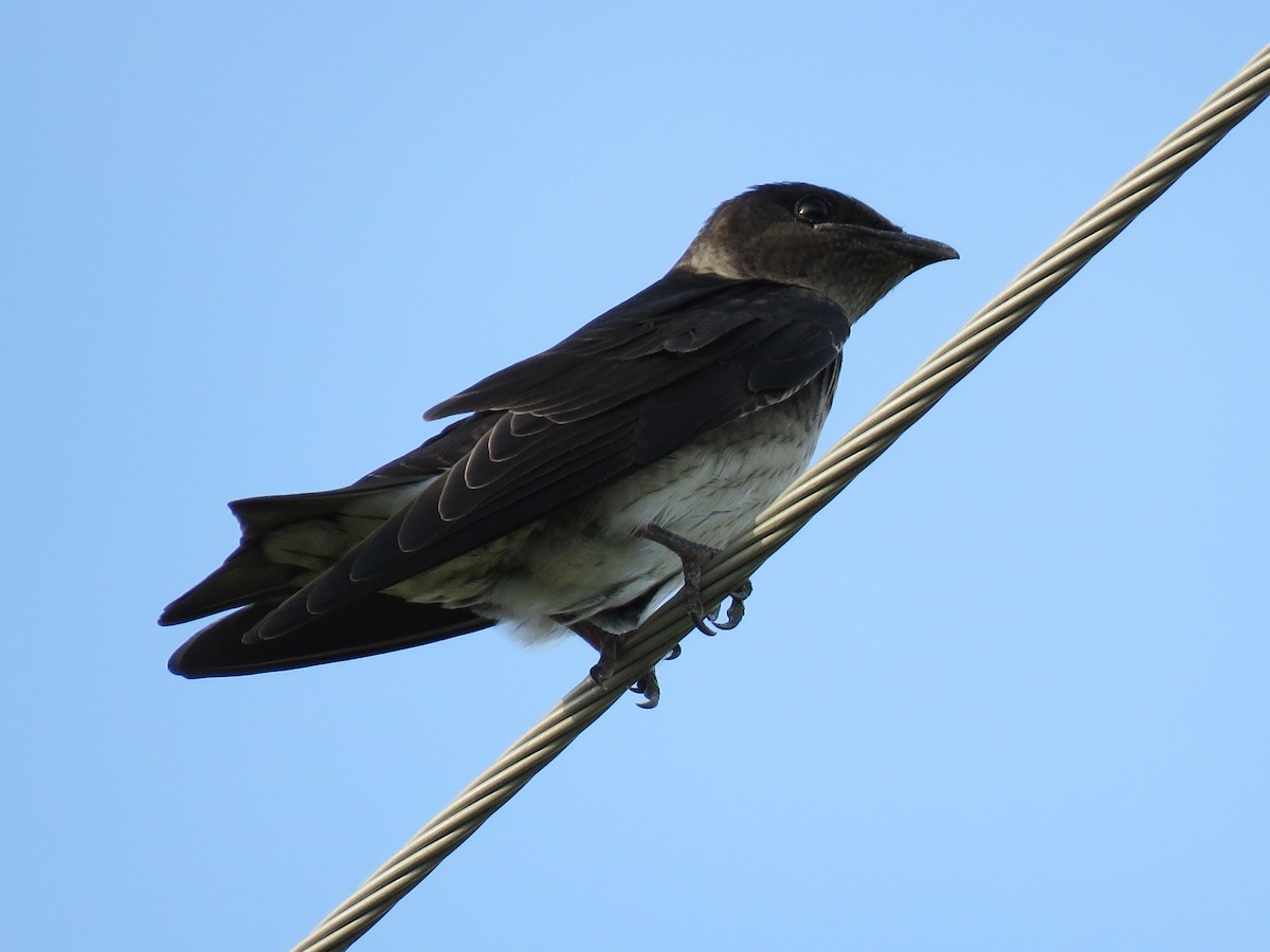 Purple Martin - ML601685791