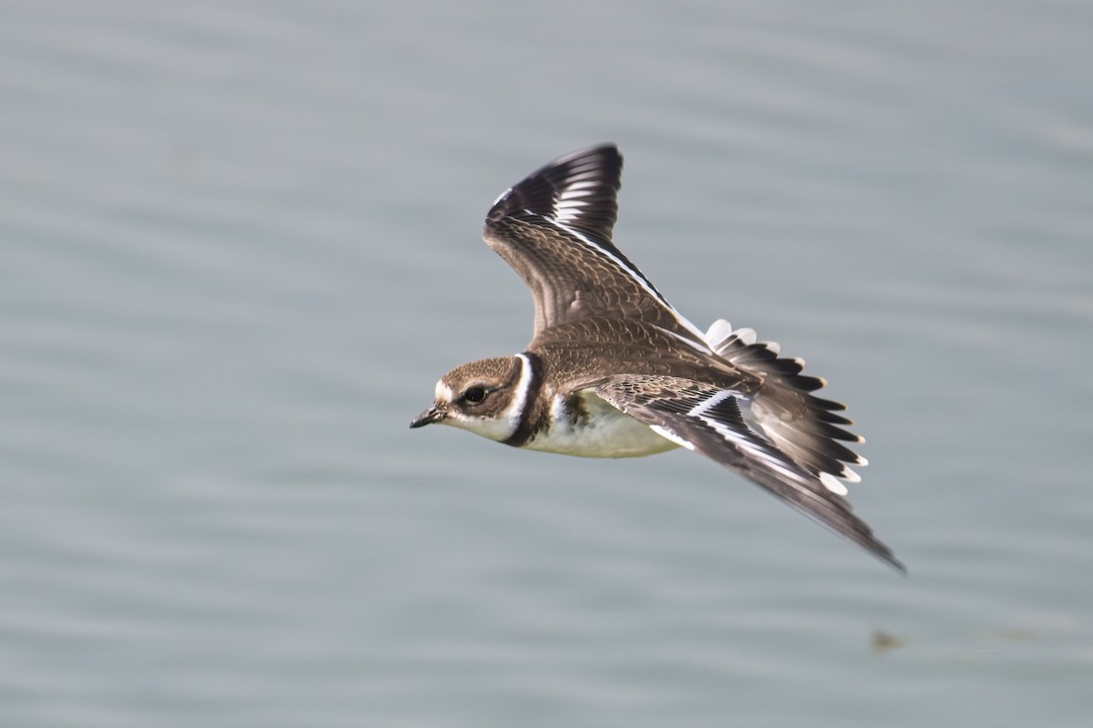 Semipalmated Plover - ML601686571