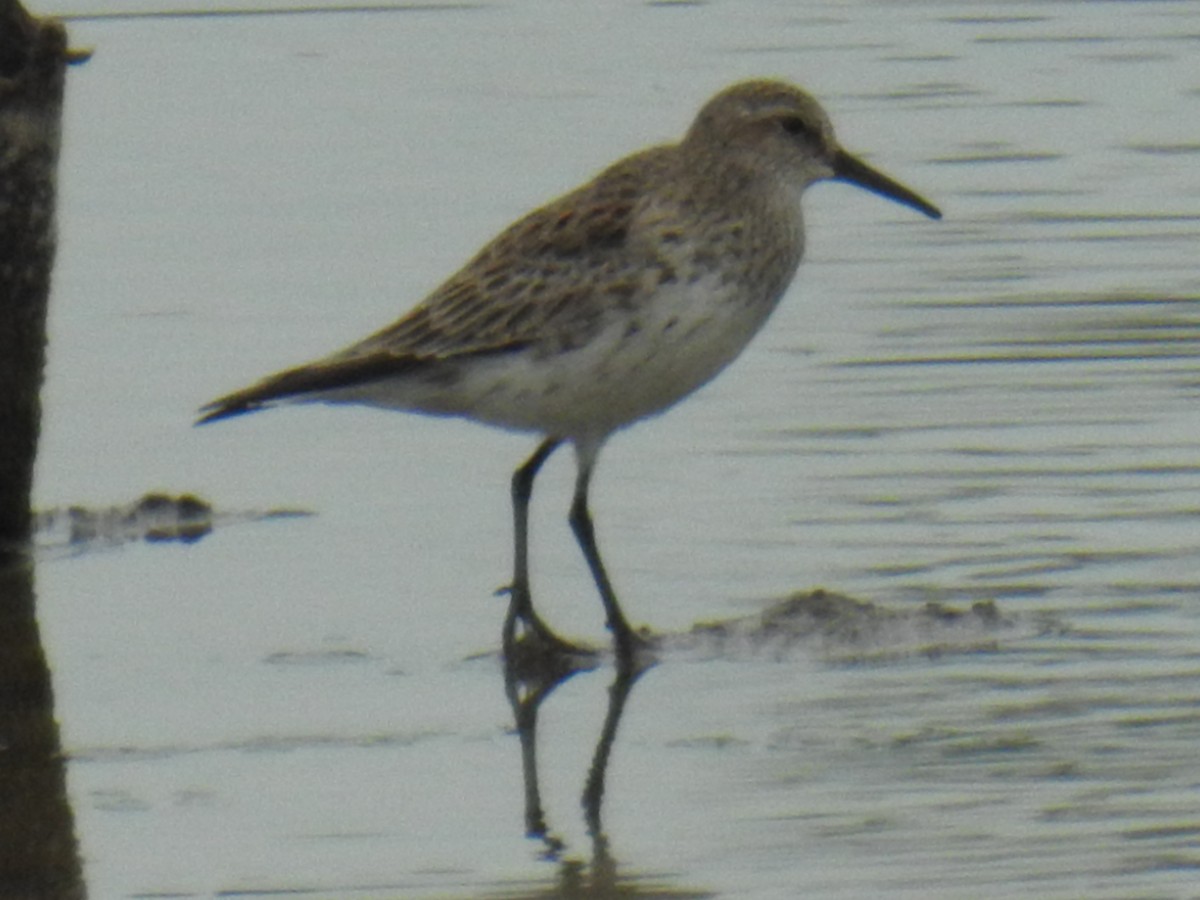 White-rumped Sandpiper - ML601686591